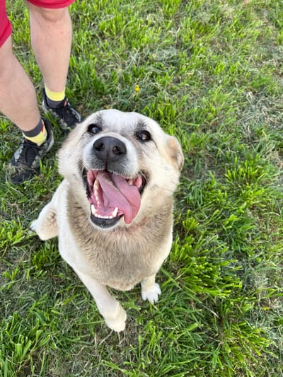A medium-sized, light-colored dog with a pink tongue lolling out of its open mouth is the primary subject of this image, appearing to look up directly at the camera. The dog is positioned on green grass. In the lower left corner of the frame, are partially visible human legs, clad in red shorts, bright yellow socks, and black athletic shoes with yellow accents. The setting appears to be an outdoor, grassy area. There are no other indications of city of Drinovo, Bulgaria.
