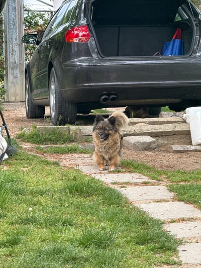 A brown shaggy dog stands on a concrete walkway in front of the rear of a dark-colored car with its trunk open. The car is parked on the side of the walkway, with tires visible. A blue bag is visible inside the open trunk. The surrounding area is grassy, with some concrete slabs present. The location appears to be outdoors, possibly a residential area. This scene does not provide enough details to confirm its location as Slokoshtitsa, Bulgaria.