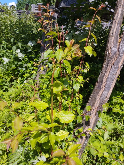 The image depicts a close-up view of a tree trunk in the foreground, with lush green foliage surrounding it. The tree trunk is rough and textured, with visible bark patterns and some lichen growth. Several young branches with vibrant green and reddish-brown leaves extend from the base of the trunk and weave through the surrounding greenery. In the background, a blurred backdrop of dense vegetation and what appears to be a wooden structure suggests a rural or overgrown garden setting. The lighting indicates it is daytime, with sunlight filtering through the leaves, creating dappled shadows. The scene is situated in the village of Shiryaevo (Il'insky), Russia. There are no people or discernible actions occurring in the image.