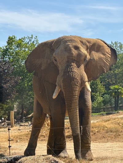 This media file is a photograph of an elephant standing in an outdoor enclosure. The elephant is the primary subject, and its large ears, wrinkled skin, and tusks are visible. The scene appears to be a zoo or wildlife park, indicated by the presence of a fence and a wooden post in the background. The setting is dry and somewhat arid, with tall, dry grass and a few trees scattered around. The sky is a clear blue, suggesting it is daytime and the weather is fair. There are no people visible in the photograph. The elephant's head is turned to the left, and its eye is partially visible. The overall impression is of a calm, majestic animal in its habitat.