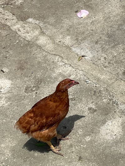 A brown chicken stands on a cracked concrete surface. A pink petal and a dried leaf lie on the ground near the chicken. The scene is likely outdoors in an urban environment. The location is Uplistsikhe, Georgia.