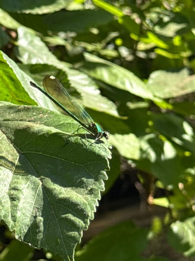 A close-up shot captures a delicate damselfly perched on a textured green leaf. The damselfly, a creature of vibrant emerald green and subtle blues, rests with its long, slender body and transparent wings outstretched. Its intricate form is sharply defined against the softer focus of the surrounding foliage. The leaf it rests upon displays a network of veins and a slightly serrated edge, hinting at its natural habitat. The background is a blur of green leaves and dappled sunlight, suggesting an outdoor setting bathed in the warm glow of daytime. The lighting indicates it's likely a sunny day, with light filtering through the leaves, creating bright highlights and deep shadows. The overall impression is one of tranquility and the quiet beauty of nature. The location context of Mevoot HaHermon Regional Council, Israel, places this scene in a region known for its diverse natural landscapes. There is no visible text in the image.