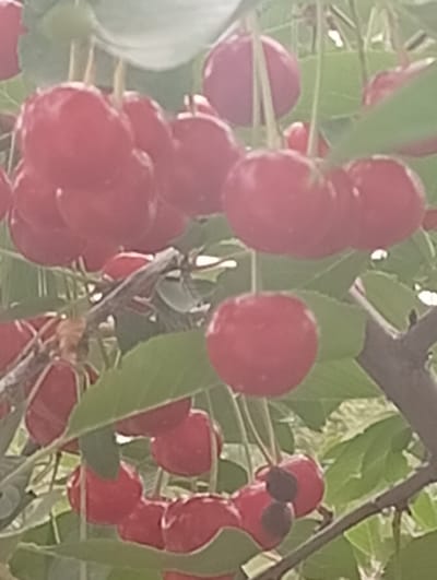 The image shows a close-up view of a branch of cherries, with several ripe red cherries hanging from it. The cherries are clustered together, and some are partially obscured by green leaves. The background is softly blurred, suggesting an outdoor setting. The image does not provide any information about the city of Arashan, Kyrgyzstan.