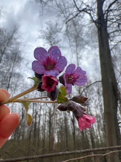 The image presents a close-up view of a small cluster of purple and pink flowers held by a human hand, set against a blurred background of bare trees and an overcast sky. The flowers, possibly Lungwort, display a transition of color; two blossoms are fully open with prominent purple and bluish-purple petals, revealing dark stamens at their centers, while another is partially open and dark pink/magenta. A closed bud, also dark pink, is visible on the same stem. The calyxes and stem of the flowers appear to have a fine, whitish fuzz or frost, suggesting cold conditions.
A light-skinned hand is visible at the bottom right, gently supporting the flower stem with its fingers. The background is composed of a dense, intricate pattern of leafless tree branches and twigs, silhouetted against a bright, diffused grey sky. A darker, thicker horizontal tree trunk or branch is present in the upper background.
The scene takes place outdoors in a natural environment, likely a forest or woodland, during either late winter or early spring in Ильинская Поляна Снт, Russia. The bare trees and the fine frost on the flowers indicate a chilly season. The light is soft and even, consistent with an overcast day. No text is visible in the image.