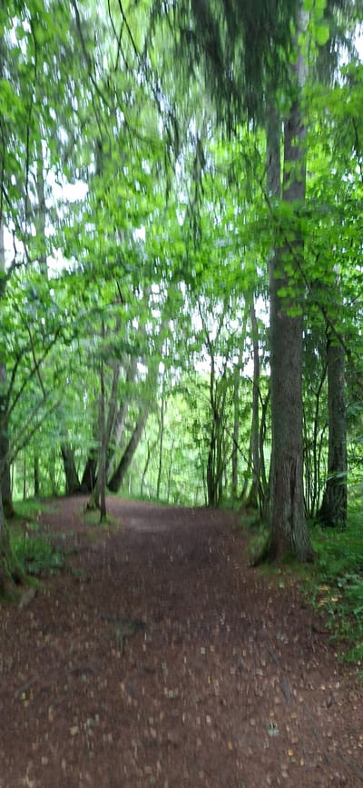 A dirt path winds through a dense forest with lush green trees and a leafy canopy. The path is covered in brown dirt and fallen leaves, with some small green sprouts pushing through. Several trees of various sizes are visible, some with thick, dark trunks and others with thinner, lighter ones. The foliage overhead is a vibrant green, with some patches of sunlight filtering through the leaves. The overall impression is one of a serene and natural woodland environment. The location is the Paunküla Reservoir, near Saula, Estonia, a popular area for hiking and outdoor recreation.