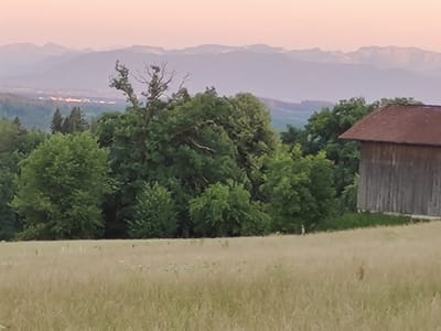 The image shows a rural landscape with rolling hills and distant mountains under a pale pink sky, likely at dawn or dusk. In the foreground, a field of dry, light-colored grass stretches across the bottom of the frame. Behind the grass, a dense line of green trees forms a natural barrier.
To the right of the trees, a wooden structure with a reddish-brown roof is visible. This structure appears to be a barn or shed, with weathered wooden planks forming its walls. The building is partially obscured by the trees and the angle of the shot.
In the mid-ground, the trees continue, with a few taller, more mature trees standing out. One of these trees, to the left of the barn, has bare, skeletal branches extending upwards, with a bird's nest perched on top.
In the background, the landscape transitions to rolling hills covered in lush green vegetation. Further in the distance, a range of hazy, purple mountains forms the horizon line. A town or settlement with lights is faintly visible in the valley between the trees and the mountains.
The scene evokes a sense of tranquility and nature. The color palette is dominated by soft, muted tones of pink, purple, green, and beige, contributing to the peaceful atmosphere. There are no people visible in the image, and the focus is on the natural environment and the rustic structure. Based on the context, this scene could be a depiction of the landscape surrounding Icking, Germany, known for its natural beauty and rural character.