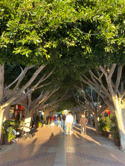 The image depicts a pedestrian promenade in Marratxí, Spain, characterized by a double row of trees with light-colored, multi-branched trunks and dense green foliage forming an overhead canopy. The walkway is paved with reddish-brown and grey interlocking bricks, displaying long, defined shadows cast by the trees and individuals, indicative of a strong, low-angle sunlight source. Approximately 15-20 individuals are present on the promenade, walking in various directions. In the foreground-left, a white and grey baby stroller is positioned adjacent to potted green plants, with a person's lower legs clad in red shoes visible behind the foliage. In the mid-ground, a male subject wearing a light-colored hoodie and light pants walks towards the right side of the frame, while another male subject in dark clothing walks towards the left side of the frame. Partially visible storefronts with light-colored facades and windows line both sides of the walkway behind the trees, with a prominent red sign discernible on a building to the left. Faint light blue string lights are observed integrated within the tree foliage overhead.