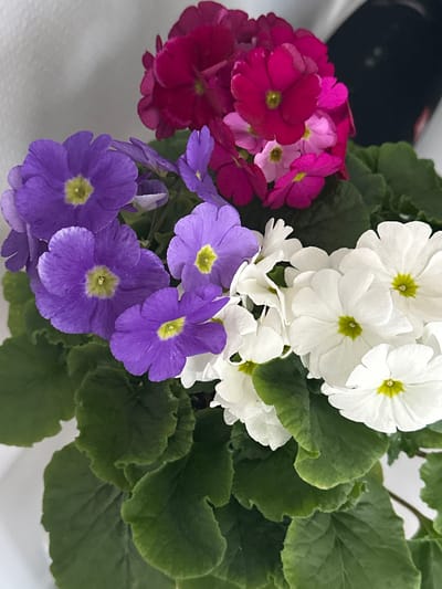 This image displays a close-up view of a flowering plant located in Wanneperveen, Netherlands. The plant features dense clusters of flowers in multiple colors. The left side prominently shows purple flowers with distinct bright yellow centers. The right side contains white flowers, also with bright yellow centers. Towards the upper-middle and right, a cluster of fuchsia-colored flowers is visible, intermixed with lighter pink flowers, all possessing yellow centers. Numerous dark green, ovate, and textured leaves form the lower portion of the plant's foliage. The background on the upper left is a plain, light-colored surface. A dark, out-of-focus, curvilinear object is partially visible in the upper right background. No people are present, and no actions or interactions are depicted.