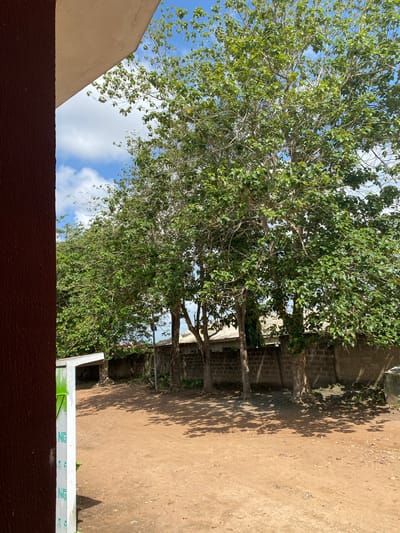The image depicts a view in Sabo, Nigeria, from an elevated vantage point, possibly a window or balcony. In the foreground, a maroon wall section is visible. The primary focus is on a line of trees with dense green foliage stretching upwards against a backdrop of blue sky interspersed with white clouds. The sunlight filters through the trees, casting shadows on a sandy ground area to the right. Behind the trees, there's a brick structure or wall, likely part of a building. A white object, possibly a sign or piece of construction material, is partially visible in the lower-right portion of the image. There are no discernible people or animals in the frame.