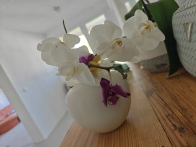 A close-up, low-angle shot focuses on a white orchid with a few purple accents in a white ceramic vase. The orchid is the primary subject, with its delicate petals and a stem extending upwards. A small, withered purple flower hangs from the stem near the vase. The vase itself is smooth and rounded, with a matte finish. The background is softly blurred, showing hints of a white wall, a window with natural light streaming through, and a glimpse of a plush orange sofa in the distance, suggesting an indoor residential setting. The wooden surface on which the vase rests has a distinct grain pattern. The scene is captured in a well-lit indoor environment. Based on the provided information, this image was taken at a residence in Georgsmarienhütte, Germany.