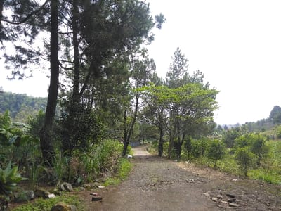 This image captures an unpaved, dirt road or path situated in El Rincón de Monagas, Venezuela, under bright daylight conditions. The path, composed of compacted earth and scattered small stones, shows an uneven, worn surface and recedes into the distance, making a slight curve to the right. To the left of the path, a dense array of vegetation is present, featuring several tall coniferous trees with dark trunks, various broad-leafed plants, grasses, and smaller bushes; an aloe vera plant is prominently visible in the immediate foreground. The ground in this area also contains rocks and minor debris. On the right side of the path, the landscape consists of smaller, round-leafed bushes and trees, interspersed with grasses and sections of dry soil. A distant, forested hillside is visible on the far left of the background. The sky, occupying the upper and central-right portions of the frame, is bright white, indicative of ambient daylight. No human figures, animals, or discernible actions are present within the scene.