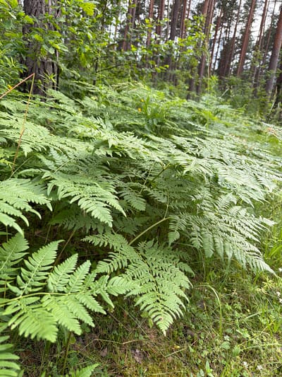 The image depicts a dense forest floor in Upeslejas, Latvia, characterized by an abundance of lush green ferns dominating the foreground. The ferns are large and feathery, with intricate fronds unfurling across the frame. Beneath the ferns, the ground is covered in a mix of dry grass, moss, and fallen leaves, indicating a natural, undisturbed forest environment. In the background, tall, slender trees, likely pines, rise towards a hazy sky, their trunks appearing reddish-brown. The overall impression is one of a shaded, verdant woodland, with no people or animals visible in the scene. The lighting suggests it is daytime, with diffused light filtering through the canopy.