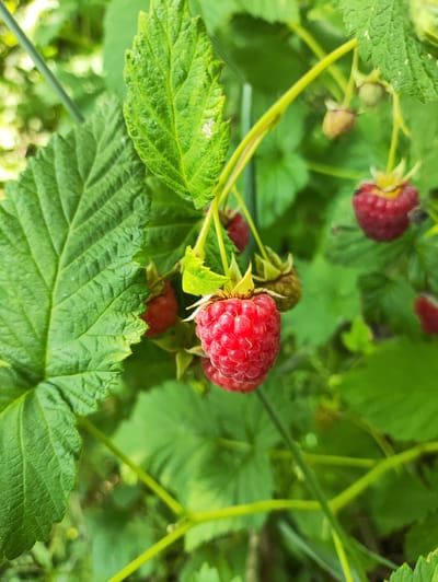 The image shows a close-up of ripe raspberries on a bush. Several bright red raspberries are visible, along with some green leaves and stems. One particularly prominent raspberry is in the center of the frame, with its drupelets clearly defined. In the background, other raspberries and foliage are slightly out of focus. The scene is outdoors and appears to be in a natural setting.