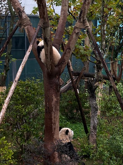 Two giant pandas are observed within an outdoor enclosure in Xindu District, China. One panda rests in the crotch of a prominent tree in the upper center, its white and black fur visible, with its back largely facing the viewer. The tree features multiple brown trunks and branches, some secured with rope bindings. A second panda is partially visible at the lower right, its head and upper body emerging from behind a tree trunk and dense green foliage, appearing to sit or recline. The environment consists of lush green bushes, ground cover, and numerous trees. In the background, a modern building with reflective glass panels is partially obscured by the tree canopy. No human presence is discernible.