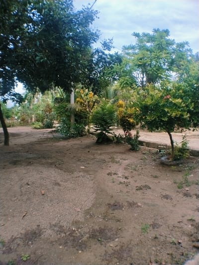 The image depicts a sandy yard in Meuriya, Indonesia, featuring a variety of trees and shrubs. The ground is mostly dirt with scattered leaves and small plants. Several trees with lush green foliage are visible, casting shadows across the yard. A concrete path borders the edge of the yard. One small tree is planted in a tire. In the background, there are more trees and dense vegetation. The sky is visible through the treetops.
