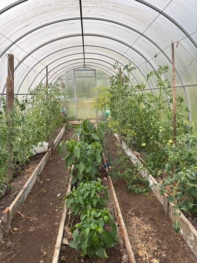 The image shows the interior of a greenhouse with a arched, translucent roof. Two raised garden beds run parallel down the center, filled with soil and various plants. The beds are lined with weathered wooden planks. On the left, tomato plants are growing tall, with some green tomatoes visible. On the right, pepper plants are shorter and bushier, also with green peppers. Dill is also present in the greenhouse, identifiable by its feathery foliage and yellow flowers. The ground between the beds is bare soil. In the background, a greenhouse door is visible. The overall scene depicts a garden actively being cultivated. The location provided, Красный Ключ, Russia, suggests this is a private garden or a communal gardening space within that area.