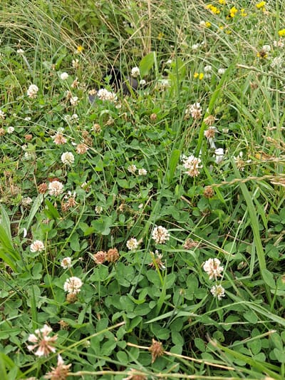 The image depicts a close-up, vertical view of a patch of wild vegetation, likely a meadow or field, in Reutyntsi, Ukraine. The dominant subjects are numerous clover plants with their characteristic three-leafed foliage and small, round flower heads. The flowers are primarily white and pale pink, with some showing signs of drying and browning. Interspersed among the clover are blades of tall, green grass and some dried stalks. A few small yellow wildflowers are visible in the upper left quadrant, adding a touch of color to the predominantly green and white scene.
The setting appears to be outdoors during the daytime, suggested by the natural lighting. There are no obvious cues about the time of day beyond the presence of daylight. The weather appears to be fair, as the vegetation looks healthy and there are no signs of rain or harsh conditions. The overall impression is one of natural growth and a serene, rural environment.
Notable details include the texture of the clover leaves and the delicate structure of the flowers. The image focuses on the details of the plant life, creating an almost abstract composition of greens, whites, and browns. There is a hint of what might be a dark object or shadow in the upper left-center of the image, partially obscured by the grass, but it is not clearly identifiable. No text is visible in the image. The overall mood is peaceful and naturalistic.