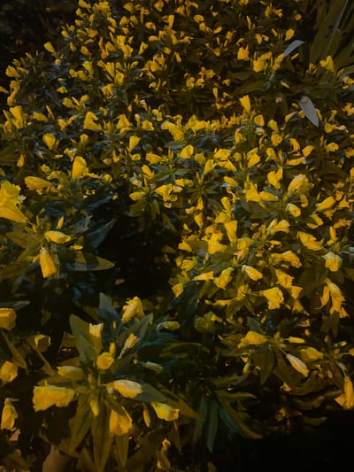 The image is a close-up, overhead shot of a dense bush covered in bright yellow flowers. The lighting is artificial and appears to be from a streetlamp, creating strong highlights and deep shadows. The leaves are dark green and plentiful, obscuring much of the background. The flowers are trumpet-shaped and are clustered along the stems. Some of the flowers appear to be in bloom, while others are in bud. The overall impression is of a vibrant, overgrown plant illuminated at night. The image does not contain any people, animals, or specific landmarks that would indicate a location in Otradnoye, Russia.
