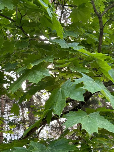 The image depicts a close-up view of a tree, most likely a maple, with its green leaves and seed pods visible. The tree is located in an outdoor setting, possibly in Valdlauči, Latvia. The background shows other trees and foliage, creating a natural environment. Sunlight filters through the leaves, casting shadows and highlights on the scene. There are no people visible in the image. The focus is on the leaves and seeds of the tree.