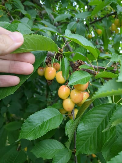 In Boryspil, Ukraine, a close-up shot captures a cluster of unripe, yellow cherries on a branch, partially obscured by lush green foliage. A hand, with visible fingerprints on the thumb and index finger, is gently holding a large, serrated green leaf, providing scale and context to the fruit. The cherries are round and smooth, with a slightly translucent quality, hinting at their developmental stage. Some of the cherries exhibit faint blush marks of pink or red, suggesting they are beginning to ripen. The background is a dense tapestry of green leaves and branches, creating a natural, outdoor setting characteristic of an orchard or garden. The lighting suggests it is daytime, with soft light filtering through the leaves, creating dappled patterns.