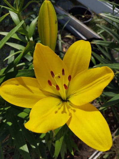 A close-up, high-angle shot shows a bright yellow lily in full bloom. The flower is centered, with its six petals spread wide, revealing dark red stamens in the middle. To the left of the bloom, a tightly closed lily bud, also yellow-green, stands upright. Green lily leaves surround the flowers, with some casting shadows on the petals, indicating bright sunlight. In the background, a blurred gray object, possibly a garden bench or structure, is visible, along with dark soil and some out-of-focus greenery. There are no people or animals in the image, except for a tiny black ant on the lily bud. The scene appears to be outdoors, in a garden or natural setting. The exact location of Bila Krynytsia, Ukraine, cannot be determined from the image alone.