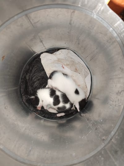 Two black and white kittens are curled up asleep inside a metal trash can. The can contains black and white refuse bags. The location of the image is not known. The city of Krasnovo, Bulgaria, is not visible. There are no people visible.