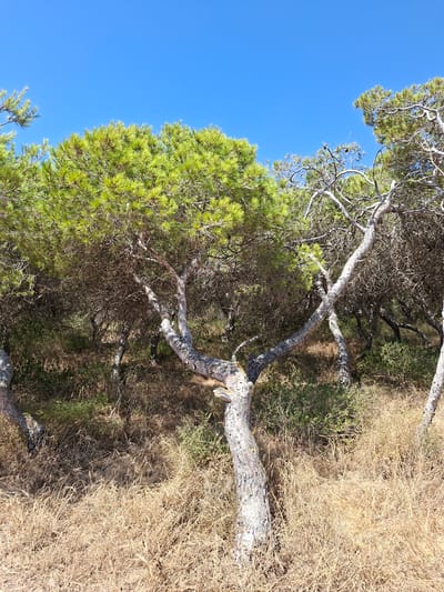 The image depicts a sunny day in a natural environment with clear blue sky. The foreground is dominated by dry, tall grass and a gnarled pine tree with a light-colored, textured trunk and branches. Behind this tree, more pine trees and dense shrubbery create a wooded area. Some of the trees have bright green foliage, while others appear more sparse and dry. The overall scene suggests a Mediterranean coastal landscape, likely in a park or natural reserve. The location is described as La Mata, Spain, which aligns with this type of environment. No people or specific actions are visible in the image.