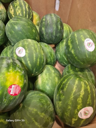A pile of watermelons is displayed in a cardboard box. The watermelons are mostly round with dark green rinds and lighter green stripes. Some of the watermelons have stickers on them, including one that reads "SEEDLESS WATERMELON." The lighting in the image is bright and appears to be artificial. The background is a brown cardboard box. There is a watermark in the bottom left corner of the image that reads "Galaxy S20+ 5G." The image was taken in Wilsonville, United States of America.