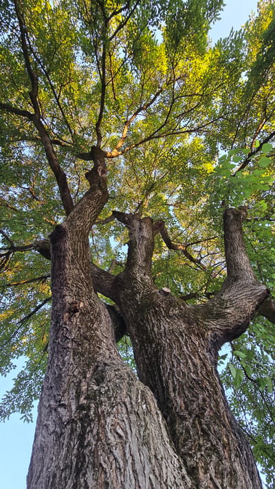 The image captures a low-angle view of a large, mature tree with thick, gnarled bark. The trunk splits into several substantial branches that reach upwards, supporting a dense canopy of green leaves. Sunlight filters through the foliage, creating a dappled effect against the clear blue sky. The scene appears to be in a natural setting, likely outdoors, given the presence of the tree and sky. There are no people or human activity visible in the image. The location is specified as Alkhazurovo, Russia, though no specific landmarks within the city are identifiable from the image alone.