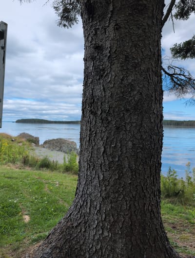 This is a medium-shot, eye-level, portrait-oriented, photograph taken outdoors in West Isles Parish, Canada. The foreground is dominated by the textured bark of a dark brown tree trunk, which occupies the right half of the frame and angles towards the viewer's left. The base of the tree, where it meets the ground, is visible in the lower-left corner, with exposed roots and a patch of dry, brown earth.
Behind the tree trunk, the background reveals a scenic coastal landscape. A body of calm blue water, likely the ocean, stretches across the middle ground and extends to the horizon. In the distance, a low-lying island, densely covered in dark green trees, is visible. The water is calm, with subtle ripples reflecting the light.
The shore in the middle ground is rocky and uneven, with large, grey boulders scattered amongst patches of green grass and yellow wildflowers. A pathway or clearing of lighter colored ground is visible in the lower-middle left section of the image, leading towards the water.
The sky above is a mix of soft white clouds and patches of blue, suggesting an overcast but pleasant day. The upper branches of the tree, with sparse green needles, are visible against the sky in the top right and top left corners. A small portion of a white signpost is visible on the far left edge of the image, near the top. No people are present in the image. The overall scene depicts a natural, coastal environment.