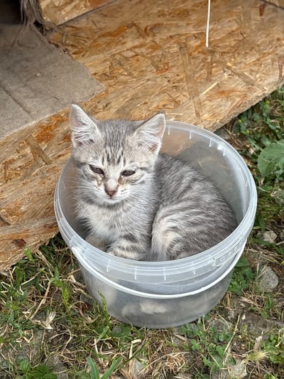 A young, gray tabby kitten sits inside a clear plastic bucket, nestled amongst dry grass and small green plants. The kitten has light gray fur with darker tabby markings and appears to be looking down with half-closed eyes. The bucket is positioned on the ground, with a wooden structure and some coarse fabric visible behind it. The scene suggests an outdoor environment, possibly a backyard or a rural area. There are no people or discernible human activities depicted in the image. The image does not contain information about the specific location within Pushkino, Ukraine.