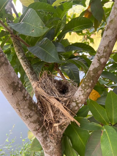 A close-up shot captures a bird's nest constructed from dried grass and twigs, positioned in the V-shaped fork of a tree with mottled brown and gray bark. The nest is surrounded by lush green leaves. In the background, out of focus, is a body of water and some yellowing foliage. The image is taken from a slightly low angle. The overall scene is natural and serene. The location is Suối Tân, Vietnam.