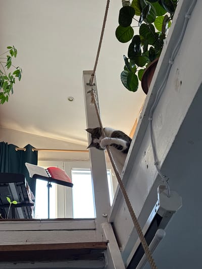 This image, captured in Romainville, France, displays an indoor residential scene centered on a domestic cat. A tabby and white cat is positioned on a white wooden beam of an elevated loft or platform, looking downwards and to the left. Its left front paw rests on a thick, beige braided rope that hangs vertically, secured to the beam by metal fasteners.

Above the cat, on the right side of the loft, a large-leafed green plant in a brown pot is visible. To the upper left, green foliage from another plant hangs into the frame. The ceiling is white and includes a circular recessed light fixture.

Below the loft structure, bright natural light streams in through a window, indicating daytime. To the left of the window, dark teal curtains are drawn. A black music stand with red material on it is positioned in front of the window, and a portion of a black musical keyboard or digital piano is visible beneath it to the left. On a lower surface, near the bottom left, a small green seedling in a dark pot is present.

On the underside of the white wooden loft structure, to the right of the hanging rope, a white octagonal housing for a roll-down projector screen is mounted, with white electrical wiring clipped neatly along the beam.