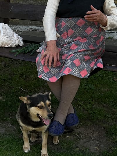 The image shows an overhead view of a person and a dog resting outdoors. The person, likely an elderly woman given the visible wrinkles on her hands and arms, is seated on a wooden bench. She is wearing a long-sleeved cream-colored ribbed top, a dark skirt, and a patterned skirt or shawl draped over her lap, featuring a gray background with a repeating pink diamond pattern. Her legs are covered by tan stockings, and she wears blue slip-on shoes with a floral pattern. Her hands are resting on her lap, with one hand touching the patterned fabric. To her left, on the bench, is a small bunch of green onions and a white mesh bag.
A medium-sized dog, appearing to be a mixed breed with black, tan, and brown fur, is lying on the grass next to the bench, looking up towards the person. The dog's mouth is open, with its tongue visible, suggesting it is panting or relaxed. The dog's paws are splayed out on the green grass, which is interspersed with patches of dark soil.
The setting appears to be a yard or garden, with the wooden bench and the natural ground cover indicating an outdoor environment. The lighting suggests it is daytime, likely overcast or late afternoon, as there are no strong shadows. The overall mood is one of peaceful companionship and relaxation. There is no visible text in the image. The location context provided is Vertelka, Ukraine.