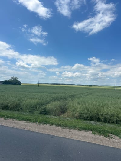An eye-level, vertical, wide shot captures a bright, clear day over a vast expanse of green farmland under a blue sky dotted with white cumulus clouds. In the foreground, a dark asphalt road runs diagonally from the bottom left, meeting a narrow strip of dirt and grass. The middle ground is dominated by a tall, dense field of green crops, appearing to be rapeseed or canola, with a slight depression or gully running through it. Two solitary, dark wooden utility poles stand upright in the field, with thin wires extending between them horizontally across the scene. To the left, a cluster of trees and a building are partially visible. The background shows more fields and a distant tree line, suggesting a rural landscape within the Гудзевіцкі сельскі Савет, Belarus region. There are no people or animals visible in the image.
