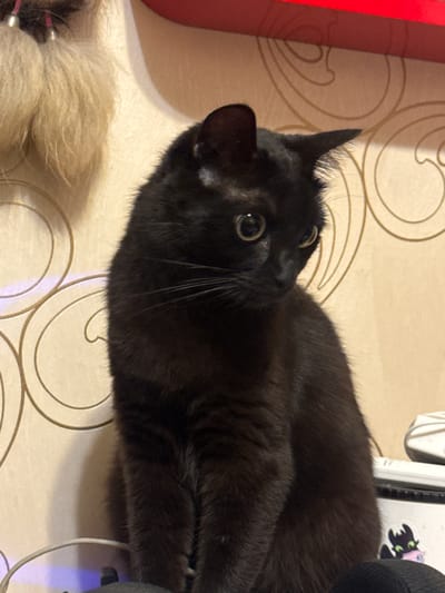 A black cat with amber eyes sits on a surface, looking down and to the right. The cat is facing left, with its head tilted. The background consists of wallpaper with a light tan color and a repeating swirl pattern. To the left of the cat, a furry object, possibly a cat toy, is partially visible. The scene appears to be indoors. There is no information to suggest this scene is located in the city of Oral, Kazakhstan.