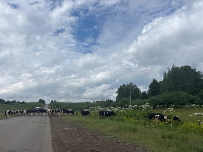 A herd of black and white cows is crossing a rural, paved road in Krasnoyarsk, Russia. The cows are in various stages of crossing, with some already on the other side, grazing in a field of tall green grass and white wildflowers. Others are still on the road, blocking traffic. A white van is stopped behind the herd. The sky is cloudy and overcast, suggesting a temperate day. The road is in good condition, with some gravel on the shoulder. The surrounding landscape is rolling hills with trees and vegetation. The overall scene depicts a common rural occurrence of livestock movement.