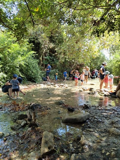 The image displays a natural, shallow watercourse in a heavily vegetated area, consistent with a wadi or stream within the Maale Yosef Regional Council, Israel. Approximately 15 to 20 individuals, comprising both adults and children, are present in and around the water.
The streambed consists of clear, shallow water flowing over rocks, gravel, and scattered organic debris, including dark leaves and small tree stumps. The water level appears to be ankle to shin deep for adults.
In the foreground left, an adult, dressed in dark shorts, is observed bent over near a small child wearing a blue t-shirt and blue hat, both positioned in the water. Further into the mid-ground, an adult male in a dark blue t-shirt, dark shorts, and a dark cap stands upright near dense green bushes on the bank. A group of children, ranging in age from toddlers to pre-teens, are distributed across the mid-ground, wading and standing in the stream; some are in swimwear. In the mid-ground right, an adult wearing a dark t-shirt and a wide-brimmed hat stands with hands on hips, adjacent to a child in a light-colored top and hat, both in the water. Further individuals are visible in the background, upstream and on the banks. One person is seated on the right bank, with only legs and black sneakers visible.
The environment is characterized by a dense canopy of lush green deciduous trees and bushes, which cast significant shade over the watercourse. Sunlight filters through the foliage, creating bright, dappled patches and reflections on the water's surface. The activity indicates a recreational outing involving enjoyment of the natural water environment.