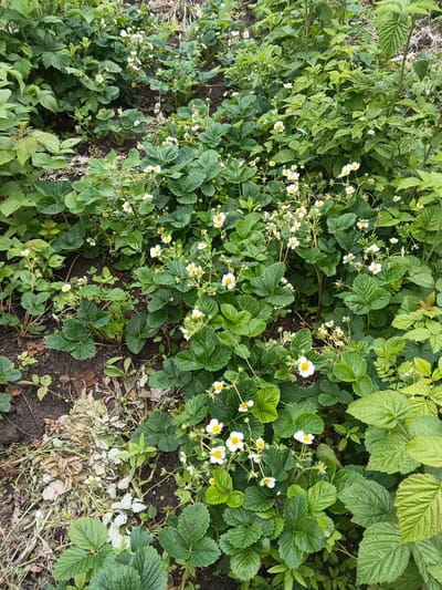 The image depicts a close-up view of a patch of strawberry plants in bloom, situated within the city of Kamenno-Angarsk, Russia. The plants are characterized by their lush green, serrated leaves and small, white, five-petaled flowers with yellow centers. Some of these flowers are in focus, while others are softly blurred, indicating depth within the dense foliage. The ground beneath the plants is visible in places, appearing as dark soil interspersed with dried leaves and some lighter-colored, possibly dead plant matter. Surrounding the strawberry plants are other green, leafy plants, suggesting a garden or naturalized area. The overall impression is one of a thriving, natural growth, likely in a garden bed or along a path in Kamenno-Angarsk. There are no people or animals visible in the image.
