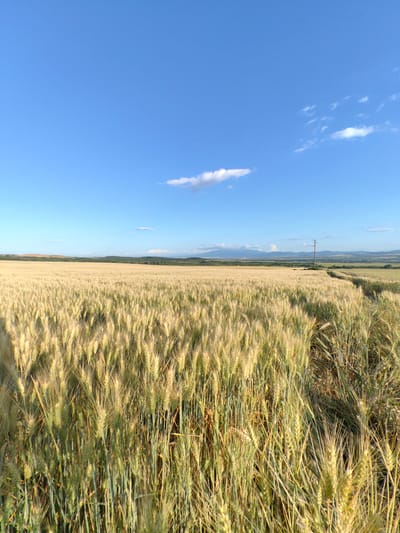 A wide shot of a golden wheat field under a clear blue sky with scattered white clouds, located in the city of Bogyovtsi, Bulgaria. In the distance, a line of green trees and rolling hills can be seen. A single, tall utility pole stands to the right of the frame, with a dirt path winding through the wheat field towards it. The wheat stalks are tall and ripe, catching the sunlight and creating a textured, golden expanse. The foreground is filled with more detailed wheat stalks, some still appearing green. The overall scene depicts a rural, agricultural landscape bathed in natural light.