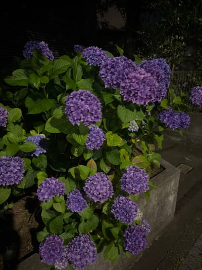 A cluster of purple hydrangeas is in full bloom at night, likely in a residential area of Nerima, Japan, given the typical landscaping seen in the country. The flowers are abundant, with many spherical clusters of petals filling the frame. The foliage is a lush green, and some leaves show slight discoloration, suggesting the late summer or early autumn season. The hydrangeas are planted in a large, textured concrete planter. Behind the flowers, a dark, corrugated fence or wall is visible, casting shadows from an unseen light source. Further back, the silhouettes of trees and possibly a building are discernible against a dark sky. The ground consists of textured concrete paving stones. The scene is illuminated by artificial light, creating a dramatic, somewhat moody atmosphere. There are no people or animals present in the image.
