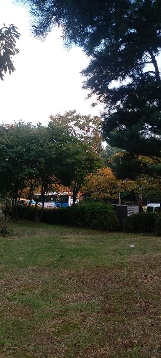 The image depicts an outdoor environment in 김포시, South Korea. The foreground consists of a mostly green, somewhat dry grassy area. In the midground, a dense line of trees and shrubs with varying foliage colors—predominantly green with some distinct patches of yellow and orange—partially obscures a paved road. On this road, a blue and white public transit bus is clearly visible, positioned slightly to the left of the frame's center. Additional indistinct vehicles are partially visible further down the road or behind the bus. To the right, behind a trimmed hedge, a dark, rectangular utility box or structure is present. The background is composed of a bright, white-to-light-blue sky, indicating either an overcast condition or backlighting, with dark tree foliage framing the upper left and right corners. No individuals are visible in the scene.