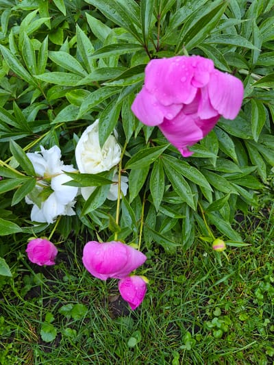 The image displays an outdoor garden scene in Hlevakha, Ukraine, featuring multiple peony flowers and foliage visibly wet from recent precipitation. A large, partially opened bright pink peony flower, covered in numerous clear water droplets, is centrally located in the upper-right quadrant. To its left, two white peony flowers, one appearing fully open and the other partially open, are nestled among dark green leaves and also display water droplets. Three additional bright pink peony buds, also covered in water droplets, are visible in the lower section of the frame; two are distinctly pink in the lower-left and lower-center, while a third, smaller bud with a green calyx and pink tip, is in the lower-right. The majority of the upper and middle portions of the image are densely filled with deep green peony leaves, all uniformly covered in small water droplets. The lower third of the image consists of damp green grass, interspersed with patches of darker soil and smaller, broad-leafed ground cover plants. No human subjects or artificial structures are visible within the frame.