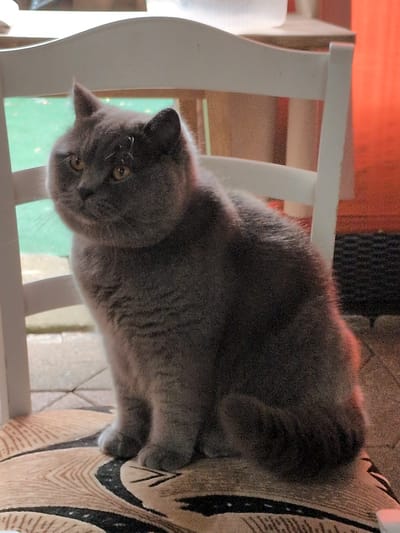 A grey British Shorthair cat is sitting on a chair with a patterned cushion. The cat is looking to the left. The chair is white and appears to be outdoors, with a green background visible through its slats. There is a red curtain or fabric in the background on the right side of the image. The ground beneath the chair is paved. The scene is likely a backyard or patio area. This image was taken in Sömmerda, Germany.