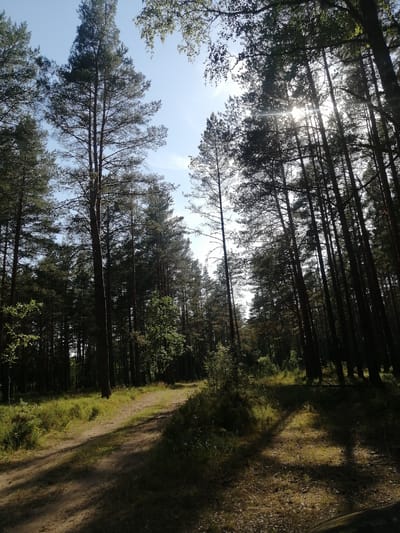 This media file depicts a sun-drenched forest path in Klapkalnciems, Latvia. Tall pine trees dominate the scene, their slender trunks rising towards a clear blue sky. Sunlight filters through the dense canopy, creating dappled patterns of light and shadow on the sandy path and surrounding vegetation. The path, worn and dusty, meanders through the trees, inviting exploration. Lush green grasses and low-lying shrubs line the sides of the path, their vibrancy enhanced by the bright sunlight. The overall impression is one of serene natural beauty and a peaceful, secluded atmosphere. The time of day appears to be late morning or early afternoon, given the intensity of the sunlight and the angle of the shadows. The weather is clear and sunny. There are no people or discernible objects other than the natural elements of the forest. The emotions evoked are tranquility and a sense of being immersed in nature. No text is visible in the image.