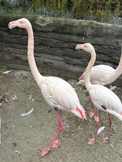 The scene depicts three flamingos within an enclosure in Demydiv, Ukraine. The primary subject is a flamingo positioned in the foreground, facing left with its head slightly turned towards the viewer. It exhibits light pink and white plumage, a long, slender neck, and distinctive bright pink legs ending in webbed feet. Its curved beak is pink with a prominent black tip. Two additional flamingos are partially visible behind the foreground bird, also displaying light pink feathers and pink legs. One of these birds is seen with its head facing right. The ground beneath the birds is composed of compacted, light brown earth, sparsely scattered with white feathers and dry leaves. In the mid-ground, a horizontal barrier constructed from stacked, dark, weathered logs separates the flamingo area from the background. Behind this log barrier, a narrow strip of dark water is visible, along with dense green and yellow foliage, appearing to be willow branches, and a fine mesh fence. No human subjects are present.