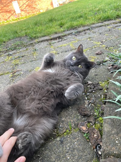 A medium-sized, fluffy grey cat with bright green-yellow eyes lies on its back on grey concrete paving stones in an outdoor setting in Oberhausen, Germany. Its paws are curled upwards, and a patch of white fur is visible on its chest and belly. A human hand is present in the lower-left foreground, making contact with the cat's lower abdomen or rear paw. The paving stones show moss growth in their cracks. To the cat's right, a border contains soil, small green plants, and several white snowdrop-like flowers. Beyond the paved area, a section of vibrant green grass is visible, and a light-colored building facade is partially discernible in the upper background. The scene is illuminated by daylight.