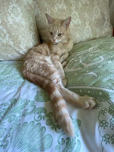 The media file shows an orange tabby cat lounging on a bed with patterned pillows. The cat is lying on its back, with its legs extended and its tail curled. The pillows have a green paisley pattern and a lighter beige pattern with a sparkly butterfly detail. The lighting suggests it is daytime. The cat appears relaxed. No text is visible in the image. The location is specified as Коротиха, Russia.