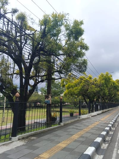 This image depicts an outdoor scene in Palayan, Philippines, under an overcast sky. In the foreground, a concrete sidewalk, composed of alternating dark and light gray square tiles, extends diagonally from bottom left to top right, featuring a yellow tactile paving strip along its center. To the immediate right of the sidewalk, a black and white striped concrete barrier marks the edge of an adjacent road surface.
A black metal fence, adorned with ornamental finials on its posts, runs parallel to the sidewalk, separating it from a well-maintained green lawn. Behind this fence, a large tree with a thick, textured trunk and green foliage stands on the left. A wooden utility pole is positioned near this tree, from which numerous black electrical or communication wires crisscross the upper portion of the frame, some extending through the tree's canopy. A small, faded blue and white rectangular object, possibly an electrical enclosure, is affixed to the utility pole. Several potted plants are visible on the ground behind the fence. Further into the midground, additional trees with green canopies line the lawn. The background consists of a uniform light gray, cloudy sky. No individuals or discernible actions are present within the scene.