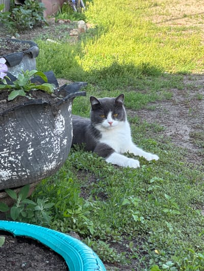 In the city of Starokhalilovo, Russia, a gray and white cat with yellow eyes lies on the grass next to a large, weathered planter. The planter, made from what appears to be a repurposed tire, is filled with soil and small plants, one of which has a light purple flower. The surrounding environment is overgrown with green grass and some patches of dirt. Sunlight casts shadows on the ground, indicating it is daytime. The cat is relaxed, with its front paws extended and its body resting comfortably on the ground. The overall scene depicts a domestic animal in a natural, outdoor setting.